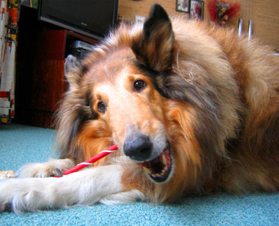 Christmas Collie