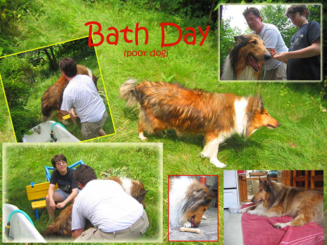 Poor Dog: A collie is subjected to a backyard bath.