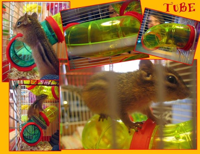 A chipmunk explores a hamster tube.