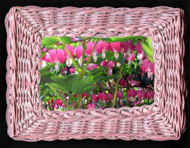 Digital Basket frames rows of a blooming bleeding heart plant.