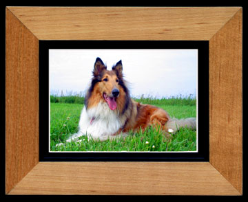 A collie reclines in a grassy field with a  big doggy grin.