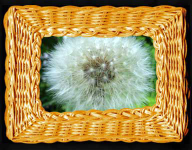 Digital Basket frames a dandelion fluffball.