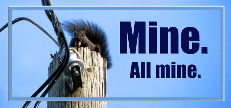 A squirrel sits atop a hydro pole protectively clutching a nut: 
	captioned — “Mine.  All Mine.” 