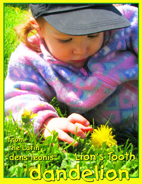 A small child studies a bright yellow dandelion: From the latin “dens leonis” Lion's Tooth
