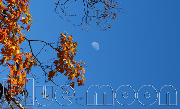 Daytime moon framed by autumn maple leaves is captioned:  	“blue moon” 