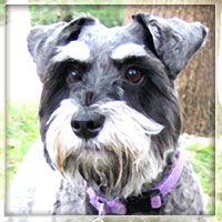 A digitally artified miniature schnauser personifies the word cute.