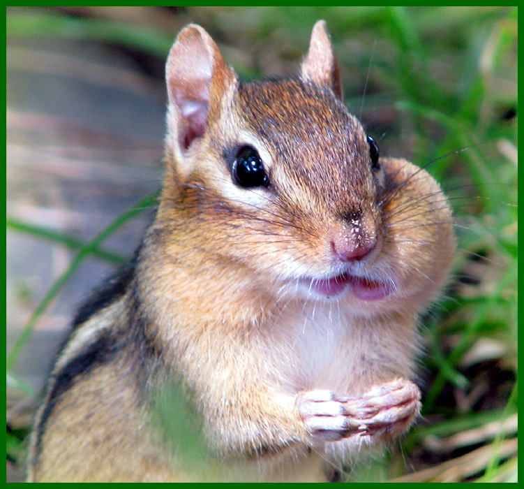 Portrait of a chipmunk with a bulging cheek