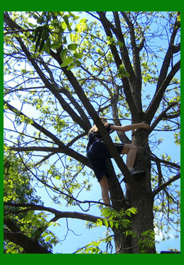 in the tree.