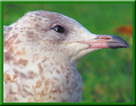 A Stratford (Ontario) gull